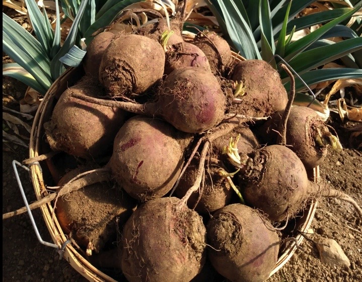 Lutz green leaf beet from Yonder Hill Farm