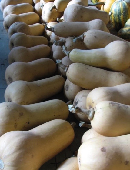 Waltham butternut squash from Yonder Hill Farm