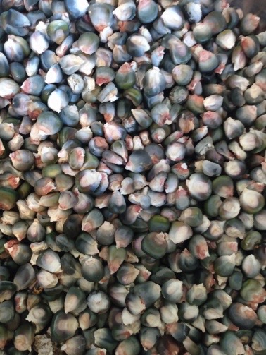 Oaxacan green dent corn from yonder Hill Farm