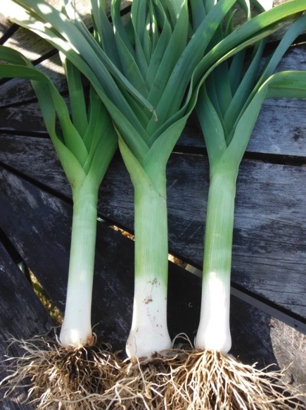 King Richard leeks from Yonder Hill Farm