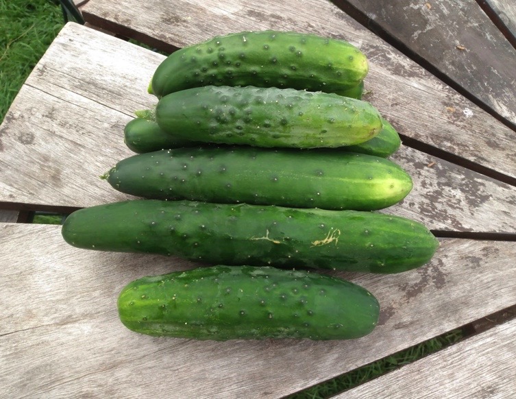 Marketmore cucumber from Yonder Hill Farm