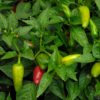 Fresno Pepper - Image 2