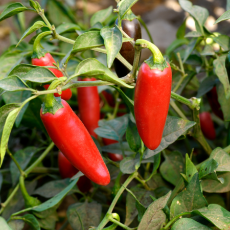 Fresno Pepper